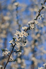 flowers in spring