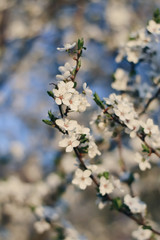 blooming apple tree in spring
