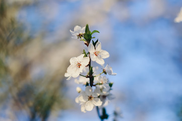 flowers of cherry tree in spring