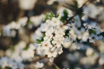 blooming cherry tree in spring
