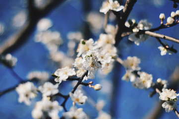 white flowers in spring