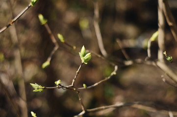 leaves of a tree in spring