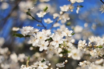 cherry blossom
