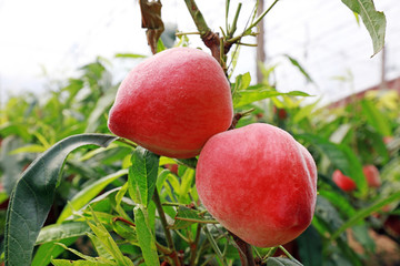 Ripe peaches in greenhouses in spring, China