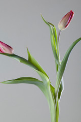Beautiful tulips for Mother's Day on gray background