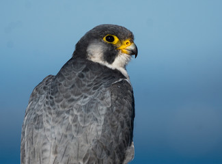 Peregrine Falcon