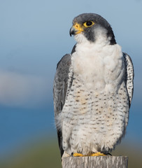 Peregrine falcon close-up
