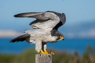 Peregrine falcon
