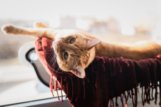 primer plano de gato atigrado y perezoso acostado en una hamaca pegada a la ventana , mirando hacia arriba
