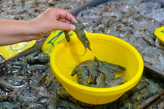 A selection of fresh shrimp on the seafood market to buy. Woman puts the prowns in a basket