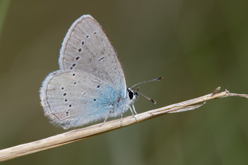 butterfly on leaf
