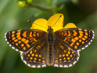 butterfly on flower