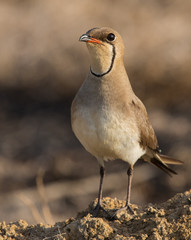 Collared pranticole