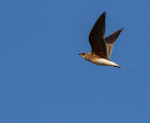 bird in flight
