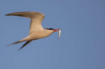 Common tern in flight