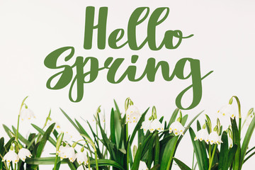 Hello spring text on first Spring flowers growing on white background. Fresh Buds, leaves and...
