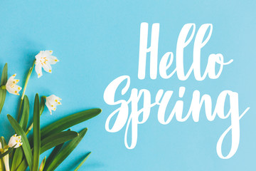 Hello Spring text with first spring flowers on blue background, flat lay. Stylish floral greeting...