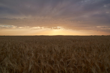 Obraz premium Wheat fields bathed in the sun before harvest