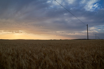 Fototapeta na wymiar Wheat fields bathed in the sun before harvest