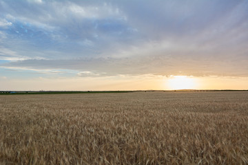 Wheat fields bathed in the sun before harvest