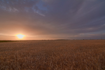 Obraz premium Wheat fields bathed in the sun before harvest