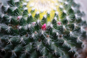 Cactus plants in the garden