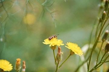 Bee on top of yellow flower in summer