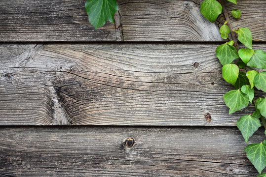 Background and close-up and structure of a weathered gray wooden plank with green ivy on the side