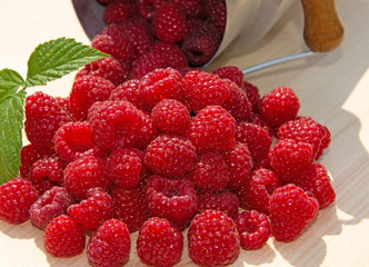Frisch geerntete Himbeeren aus dem Garten