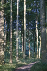 Fototapeta premium Waldweg
