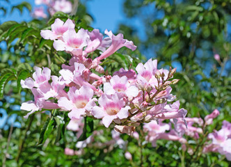 Blühender Trompetenwein, Podranea