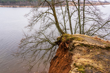 Steep high river bank with sliding trees in early spring