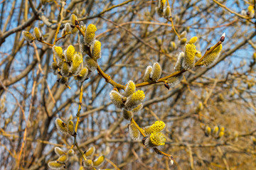 branch blooming willow close up against the blue sky on a sunny spring day, willows, also called sallows and osiers, form the genus salix