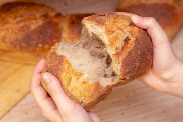 Woman breaking fresh bread, closeup. Traditional fresh flavored bread. Food concept.