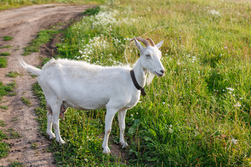 Naklejka premium little goat grazing on the lawn in the village