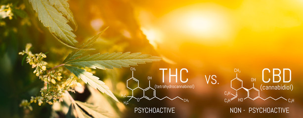 CBD THC Chemical Structural Formula, Cannabis Industry, Growing Hemp, Pharmacy Business, CBD...