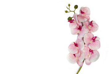 pink white orchid flowers on white background cope space.
