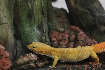 The leopard gecko, also known as the panther gecko or the common leopard gecko, is a medium-sized lizard. They live in the southern part of Central Asia