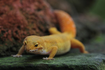 The leopard gecko, also known as the panther gecko or the common leopard gecko, is a medium-sized lizard. They live in the southern part of Central Asia
