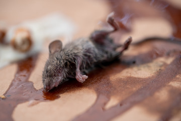 Dead mouse on poison emitting thin smoke