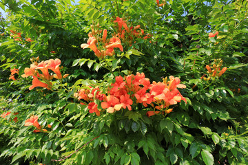 Chinese trumpet creeper blossoms in parks, North China