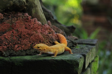 The leopard gecko, also known as the panther gecko or the common leopard gecko, is a medium-sized lizard. They live in the southern part of Central Asia