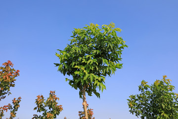 Green Plants in the Blue Sky Background