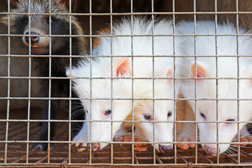white raccoon in cages on a farm, North China