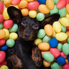 Foto op Plexiglas Grappige hond vrolijk pasen hond met eieren