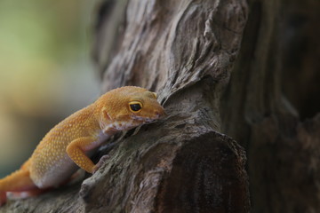 The leopard gecko, also known as the panther gecko or the common leopard gecko, is a medium-sized lizard. They live in the southern part of Central Asia