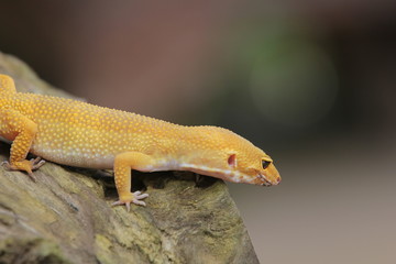 The leopard gecko, also known as the panther gecko or the common leopard gecko, is a medium-sized...