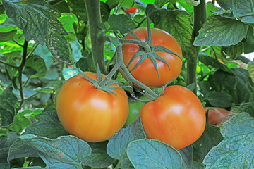 Obraz premium Ripe tomatoes in greenhouses, North China