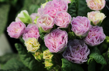 The beautiful pale pink flowers of Primula vulgaris 'Belarina Pink Champagne'. Side on view in close up.