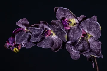 Gordijnen Violet orchidee bloem op zwarte achtergrond close-up.. © olga_demina